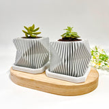 Succulents Plants Live in Modern Pot - Live Succulents Randomly Picked