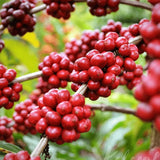 100% Pure Roasted Robusta Coffee - Phin Brew (500g)
