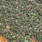 Dried Vietnamese Basil (Hương Nhu) – 14.1 oz