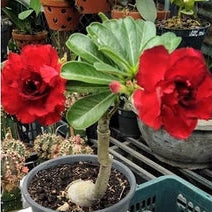 Thai Adenium Double Flower Seeds 7 Color Mix - 10 Seeds