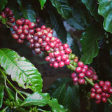 Cau Dat Arabica Coffee (500g)