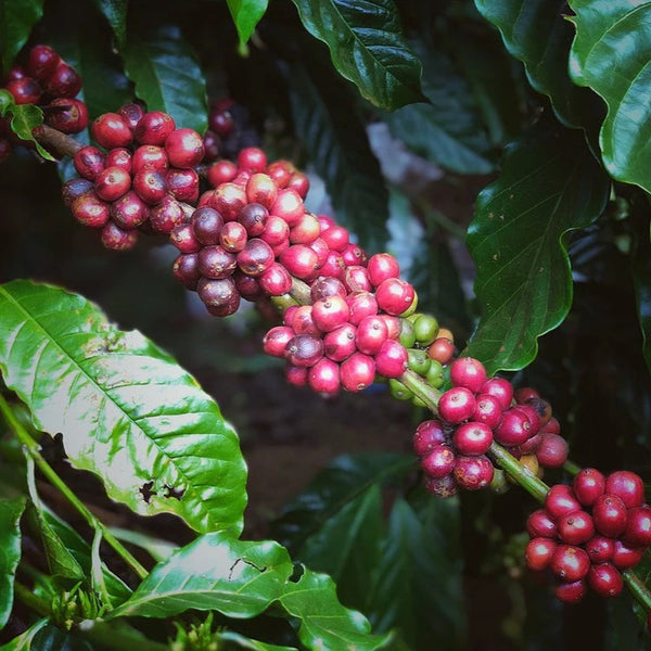 Cau Dat Arabica Coffee (500g)