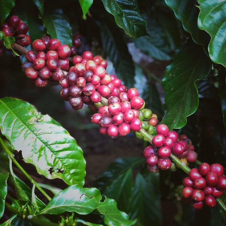 Cau Dat Arabica Coffee (500g)