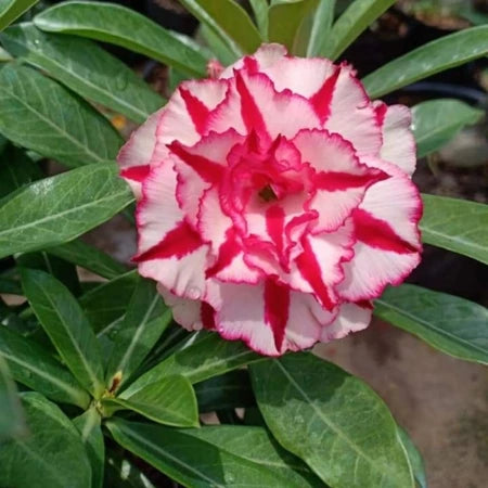 Thai Double Adenium Seeds - 10 seeds