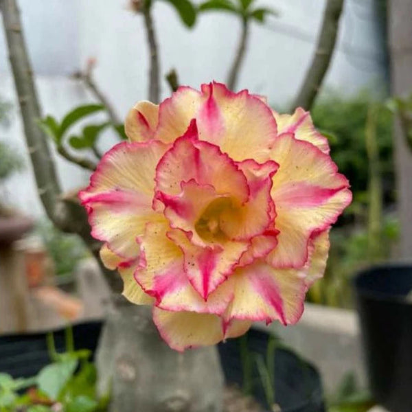 Thai Adenium Double Flower Seeds - 10 Seeds Pack