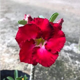 Thai Adenium Double Flower Seeds 7 Color Mix - 10 Seeds