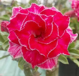 Thai Double Adenium Seeds - 10 seeds