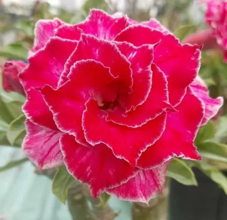Thai Double Adenium Seeds - 10 seeds