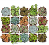 Succulents Plants Live in Modern Pot - Live Succulents Randomly Picked