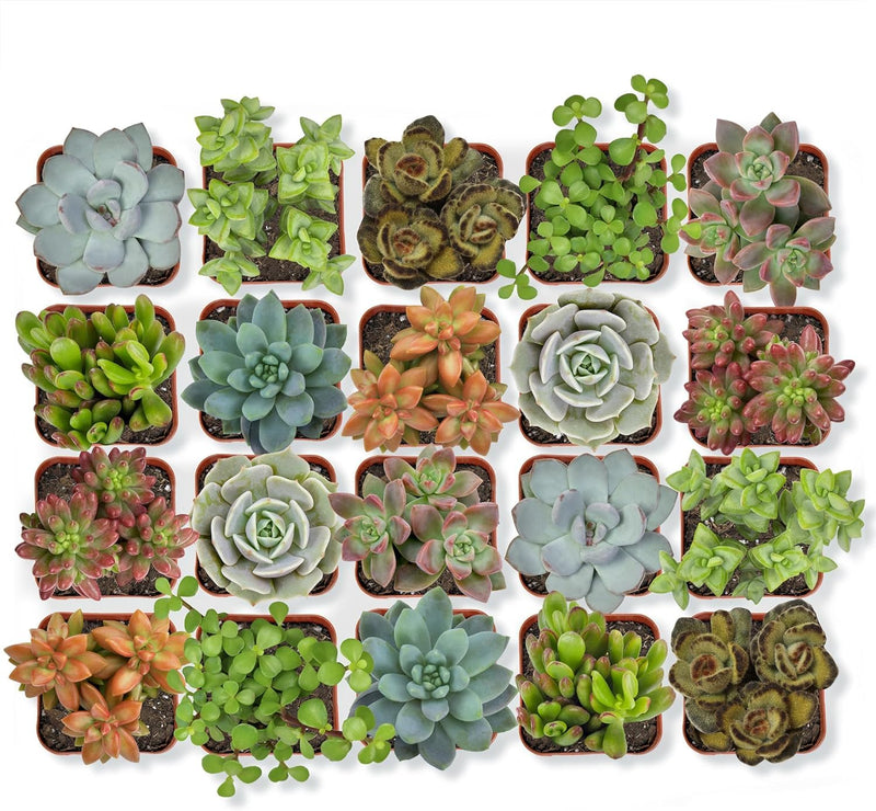 Succulents Plants Live in Modern Pot - Live Succulents Randomly Picked
