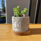 Fish Scales Pattern Succulent Planter