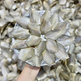 Dried Butterfly Gourami Fish – 1.1 lb