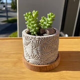Fish Scales Pattern Succulent Planter