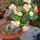 Thai Double Adenium Seeds - 10 seeds