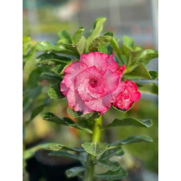 Thai Adenium Double Flower Seeds - 10 Seeds Pack
