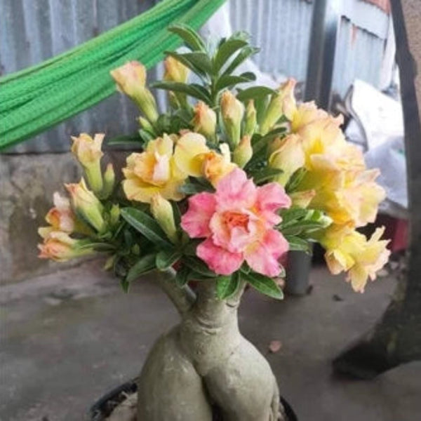 Thai Adenium Double Flower Seeds 7 Color Mix - 10 Seeds