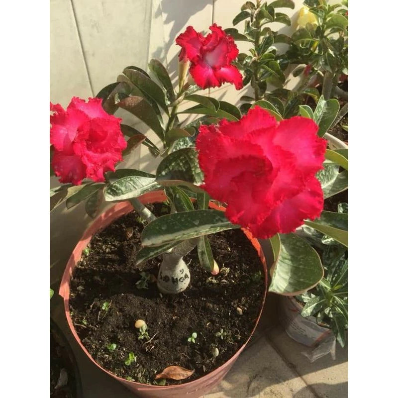 Thai Adenium Double Flower Seeds - 10 Seeds Pack