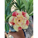 Thai Adenium Double Flower Seeds - 10 Seeds Pack