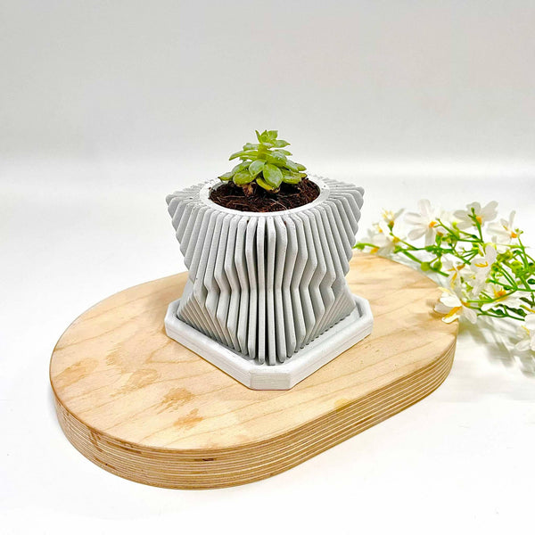 Succulents Plants Live in Modern Pot - Live Succulents Randomly Picked