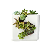 Live Succulent Arrangement Centrepieces Holiday decor