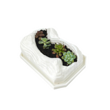 Live Succulent Arrangement Plant Pot Holiday Decor (S-shaped Groove)
