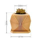 Live Succulents Plants in Modern Pot - Live Succulents Randomly Picked