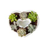 Live Succulent Arrangement Centrepiece for Holiday Decor (Heart-Shaped)