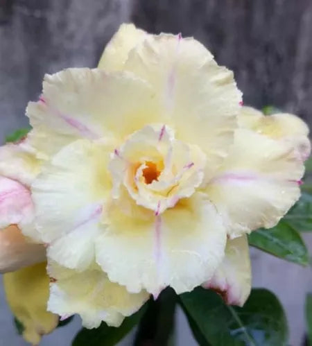 Thai Double Adenium Seeds - 10 seeds
