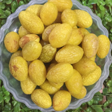 Spicy Sweet & Sour Preserved Chinese Olive – 1.1 lbs
