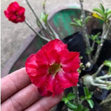 Thai Adenium Double Flower Seeds 7 Color Mix - 10 Seeds