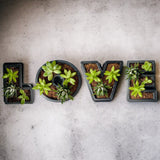 3D Printed Letters Planters (LOVE)
