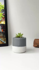 Succulent Planter with Hidden Drip Tray - Live Succulents Randomly Picked