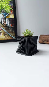 Live Succulents Plants in Geometric plant pot - Live Succulents Randomly Picked
