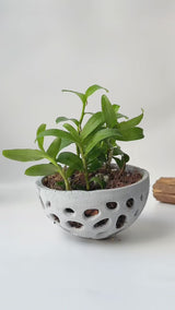 Pot for Orchids (with hanger)