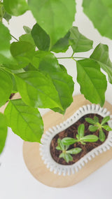 Wavy Plant Pot