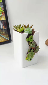 Live Succulent Arrangement  Centrepieces Holiday decor