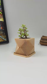 Live Succulents Plants in Modern Pot - Live Succulents Randomly Picked