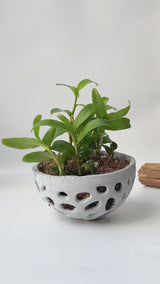 Pot for Orchids