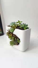 Live Succulent Arrangement Centrepieces Holiday decor