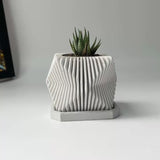 Succulents Plants Live in Modern Pot - Live Succulents Randomly Picked