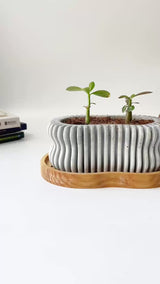 Wavy Plant Pot (wooden drainage tray)
