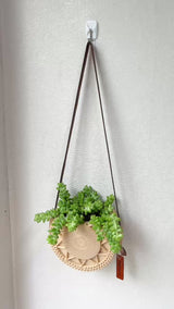 Sedum Donkey's Tail Succulent in Unique Wall Planter Succulent Plant with Hanger