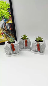 Live succulent in modern planter set