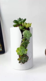 Live Succulent Arrangement Centrepieces Holiday decor