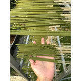 Eucalyptus Leaf Incense Sticks – 17.6 oz, 30 cm