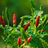 Muong Lay Dien Bien Chili Salt – 1.1 lbs