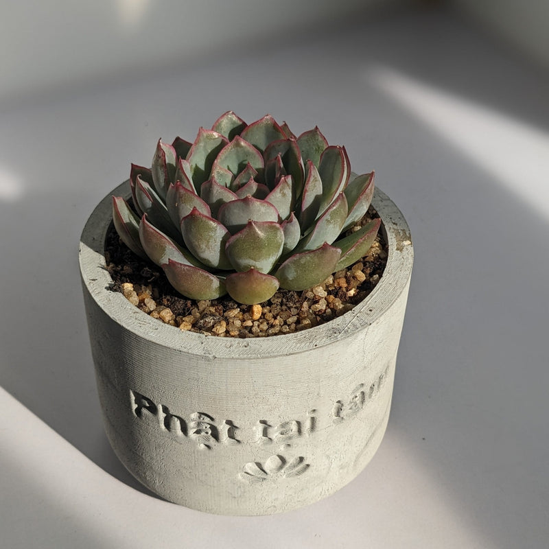 "Phật Tại Tâm" Round Planter Silicone Molds