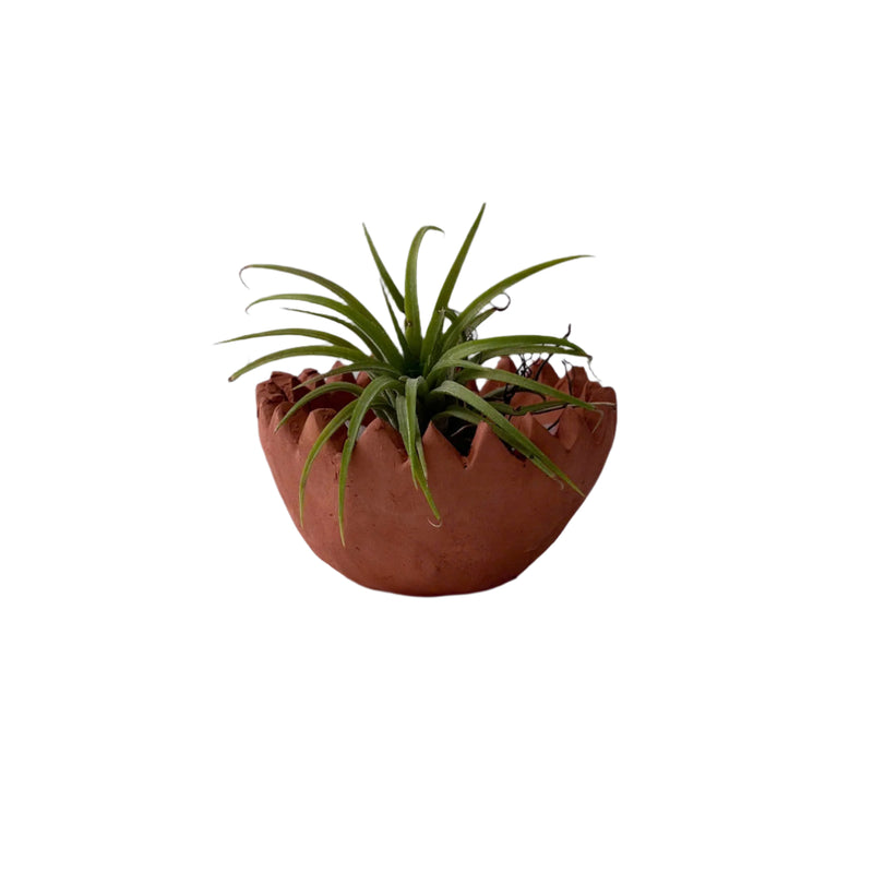 Clay Plant Pots