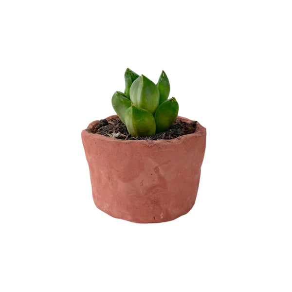 Minimalist Natural Clay Planter – 5 cm (Unglazed) 🌿🏺