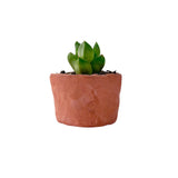 Minimalist Natural Clay Planter – 5 cm (Unglazed) 🌿🏺